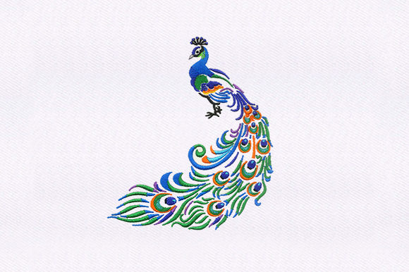 Indian Peacock